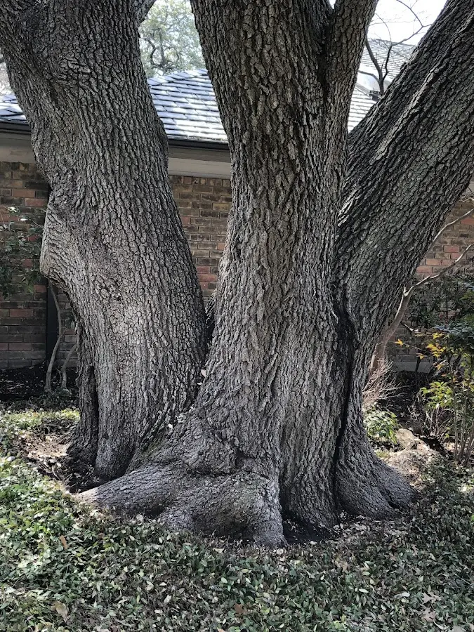 Mature heritage tree close to a Imboden property cared for by certified arborists